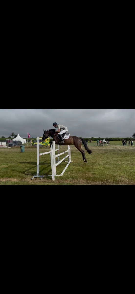 4yo filly - Image 4