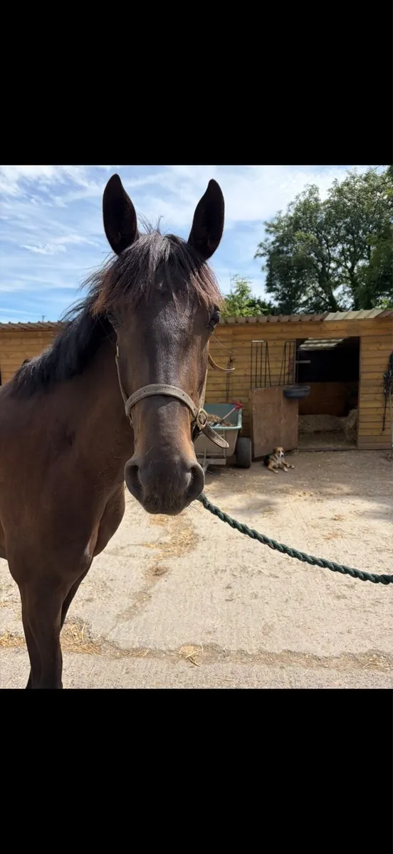 4yo filly - Image 2