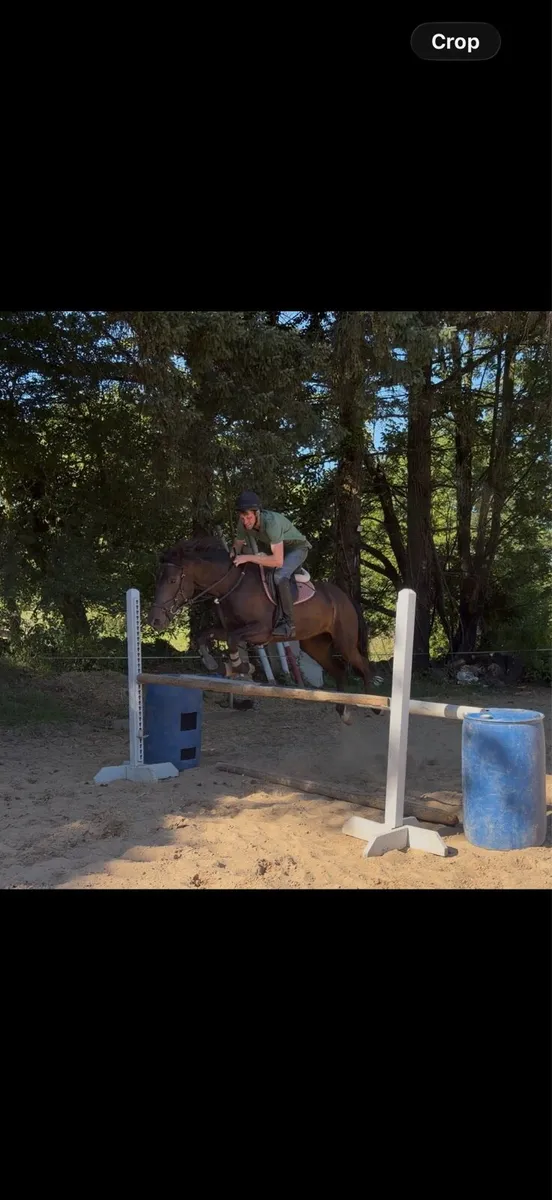 4yo filly - Image 3