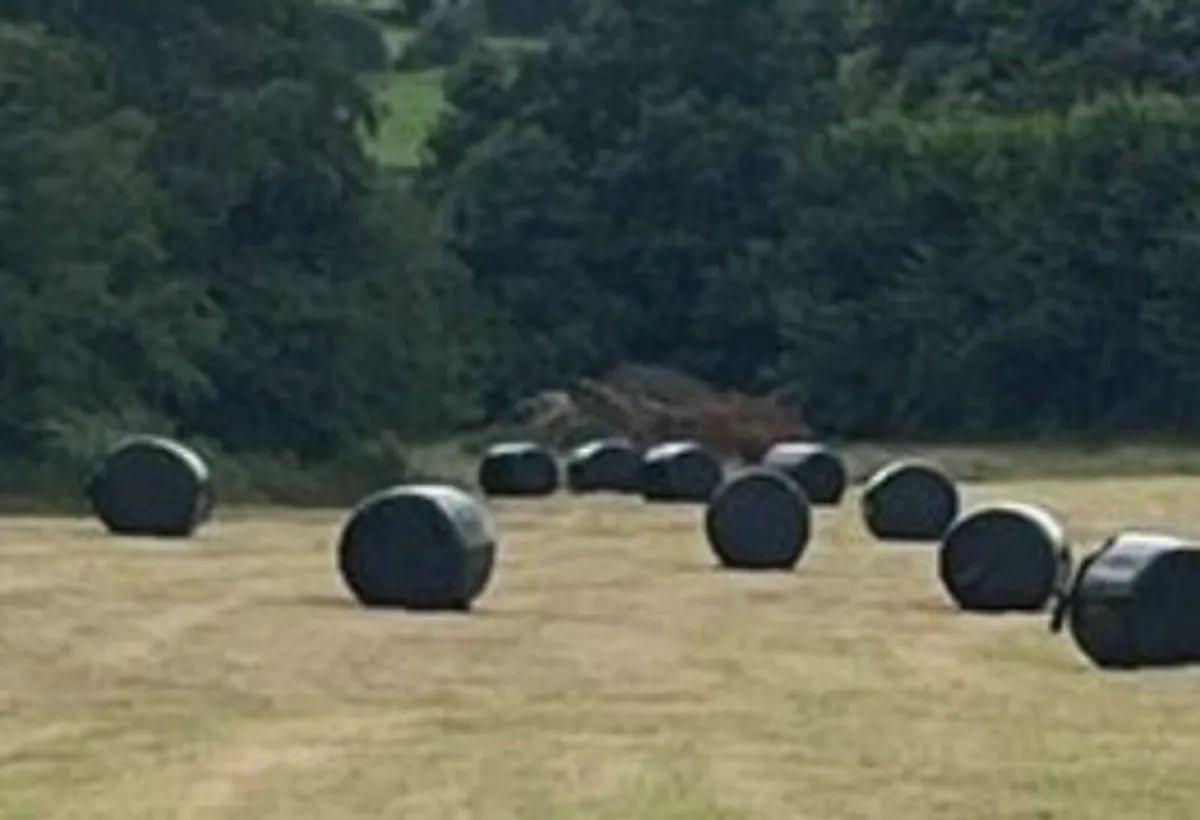 Haylage