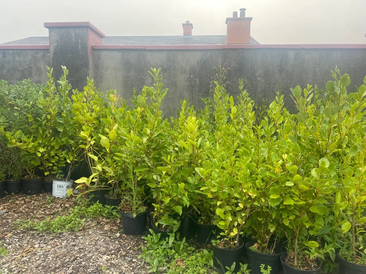 Griselinia Hedging - Image 2