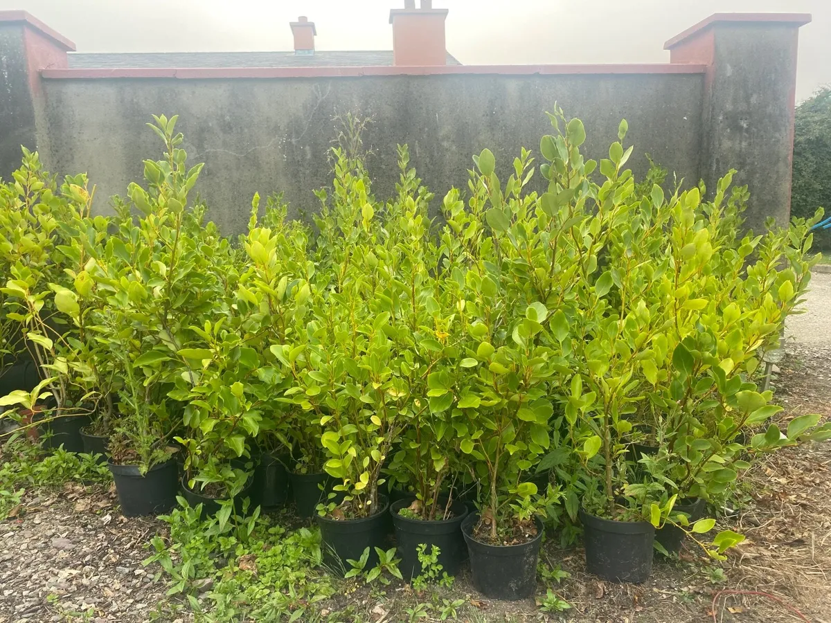 Griselinia Hedging - Image 3