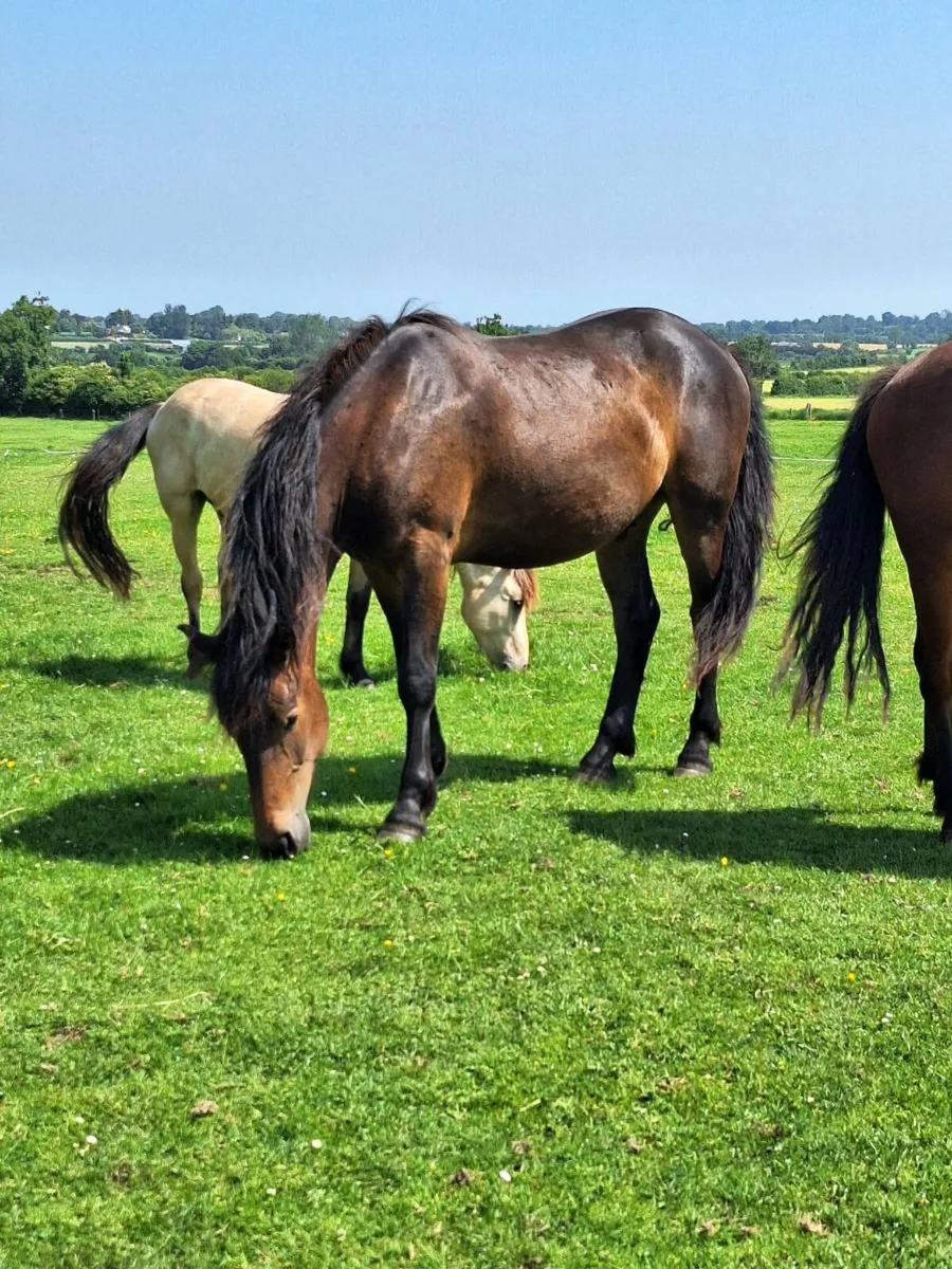 3yr old Connemara x Irish Draught TIH Gelding - Image 1