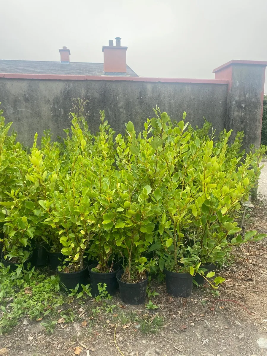 Griselinia Hedging - Image 1