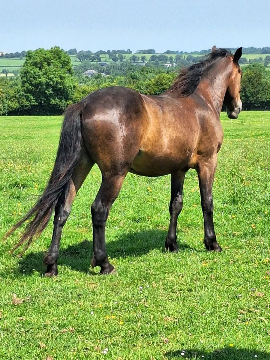 3yr old Connemara x Irish Draught TIH Gelding - Image 2
