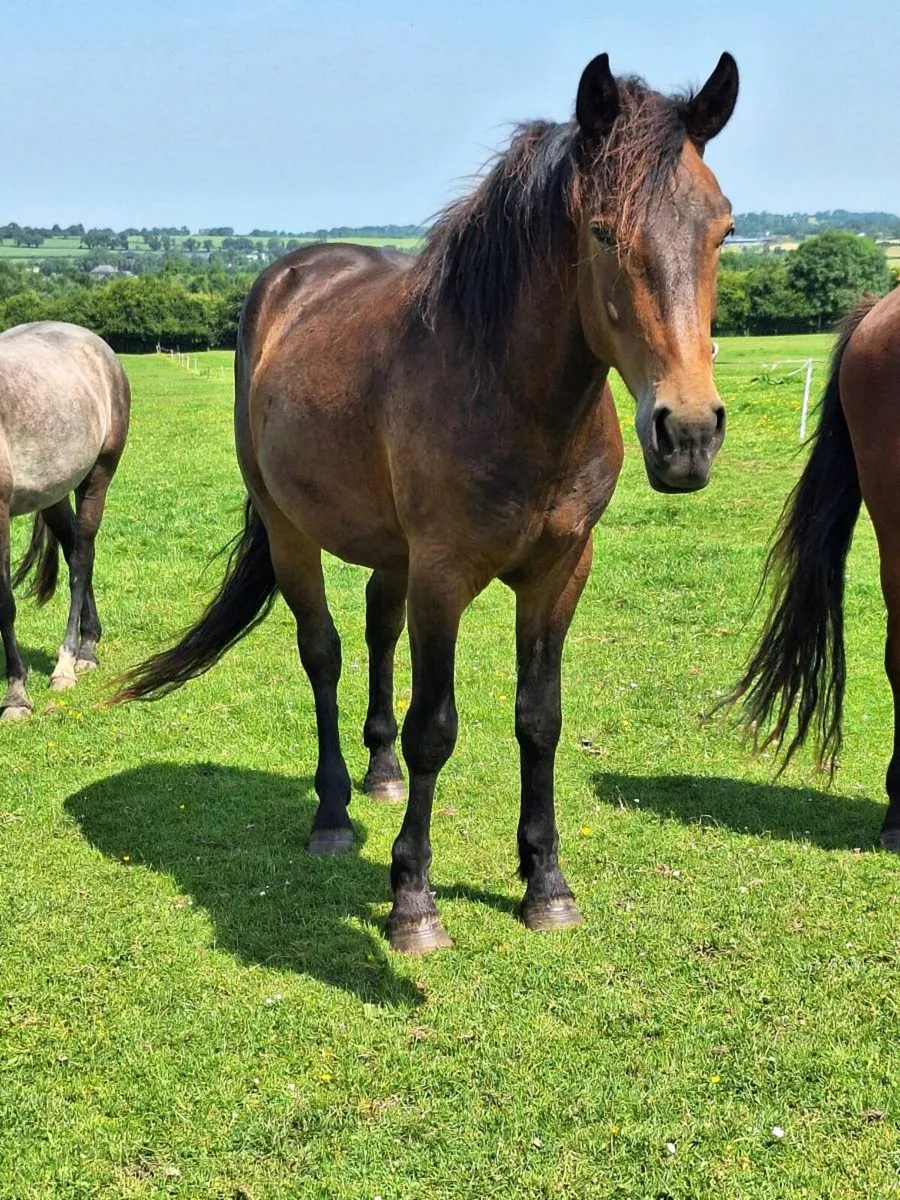 3yr old Connemara x Irish Draught TIH Gelding - Image 3