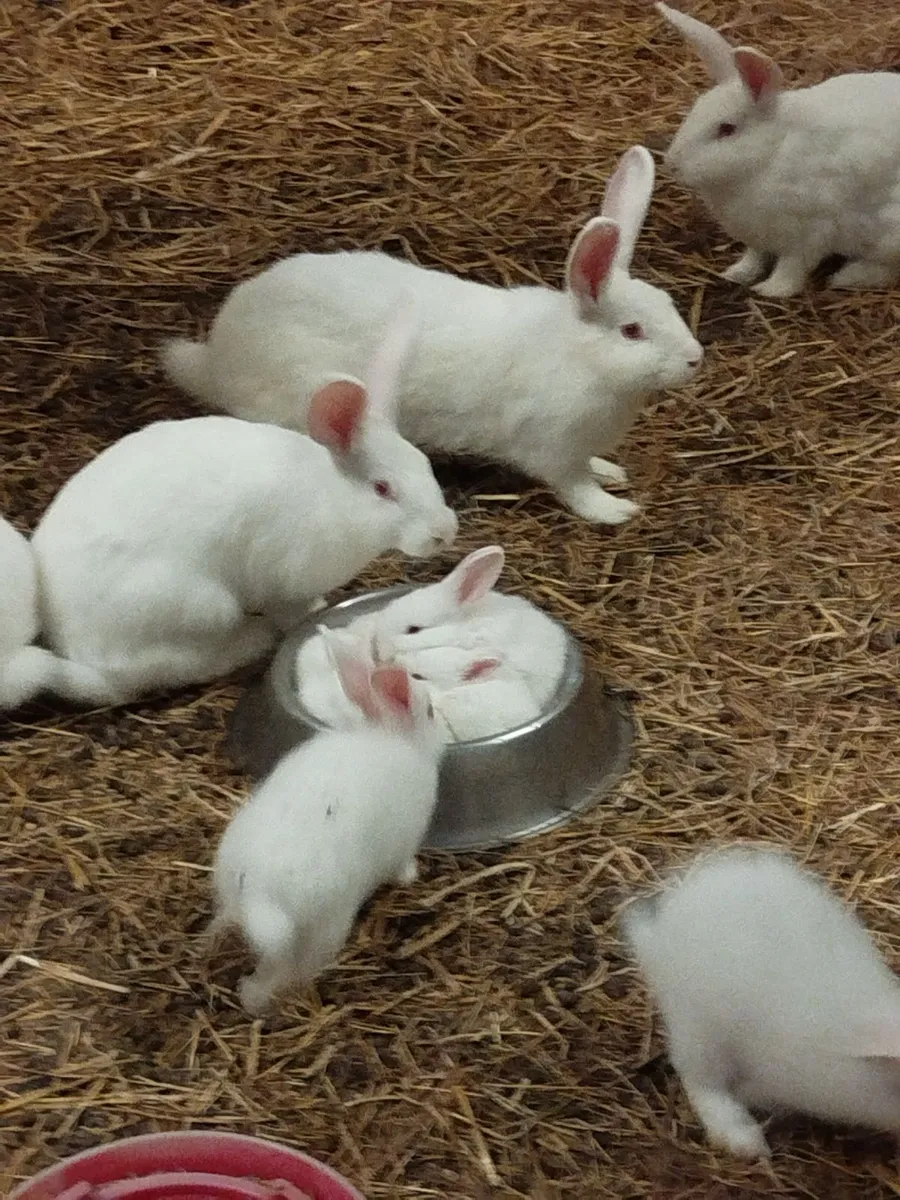 Rabbit