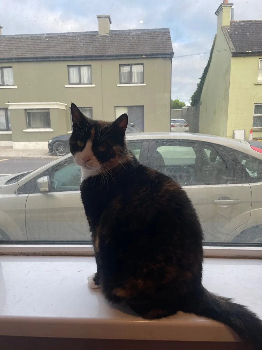 Cat - Image 1