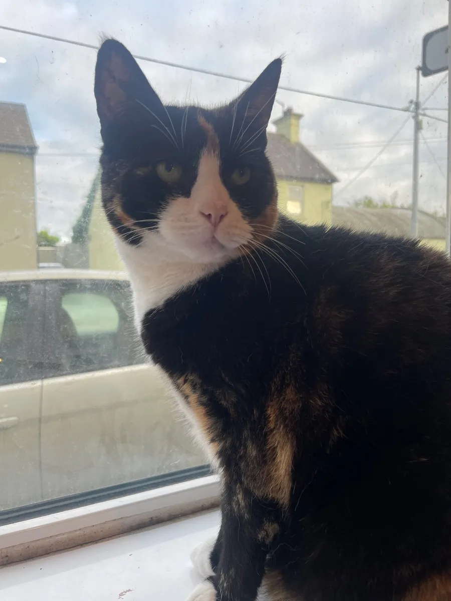 Cat - Image 2