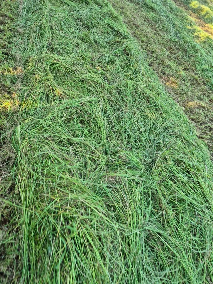 Hay and haylage for sale - Image 1