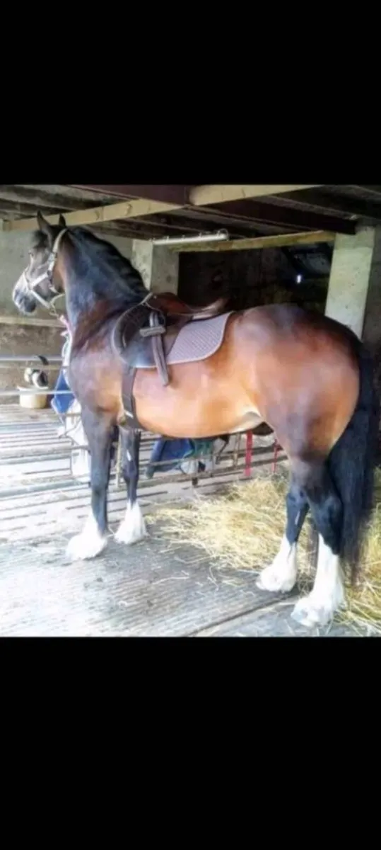 Welsh D Cob Broodmare - Image 2