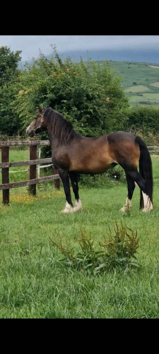 Welsh D Cob Broodmare - Image 1