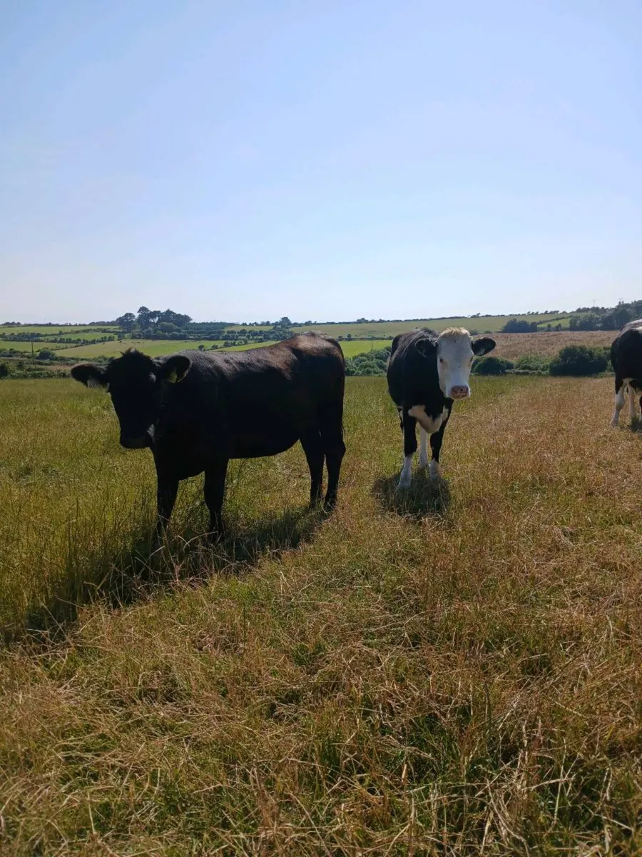 Angus Heifers - Image 2