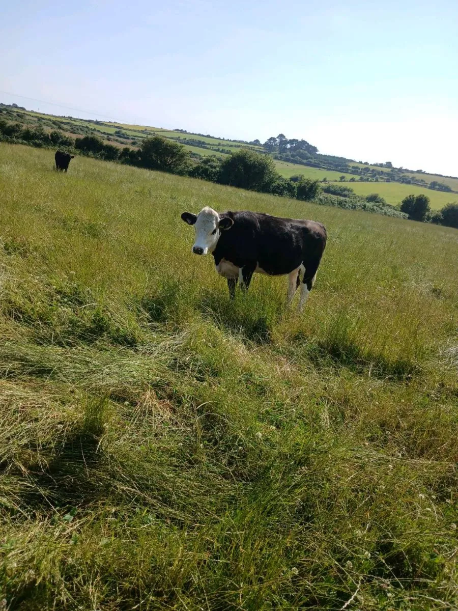 Angus Heifers - Image 4