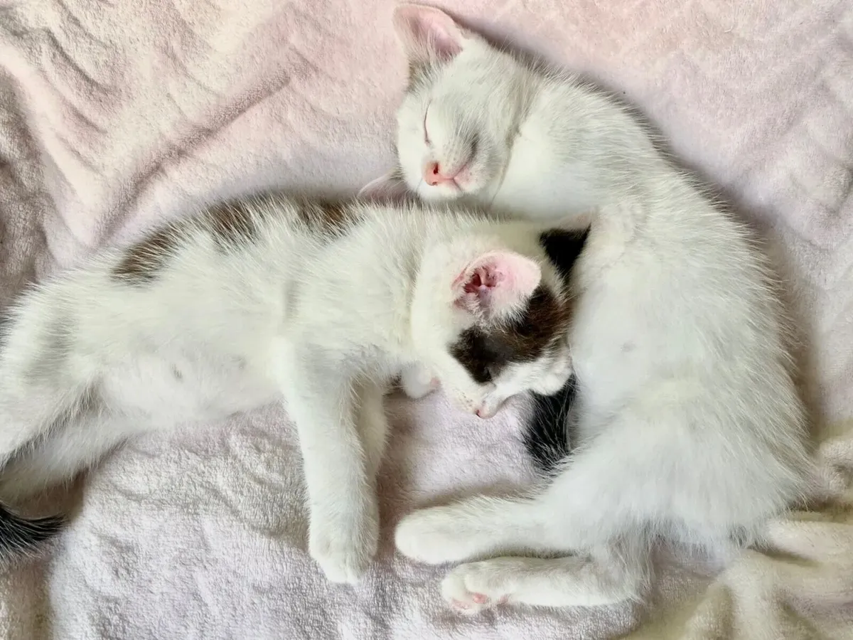 Half long hair kittens —8 weeks old,potty trained - Image 2