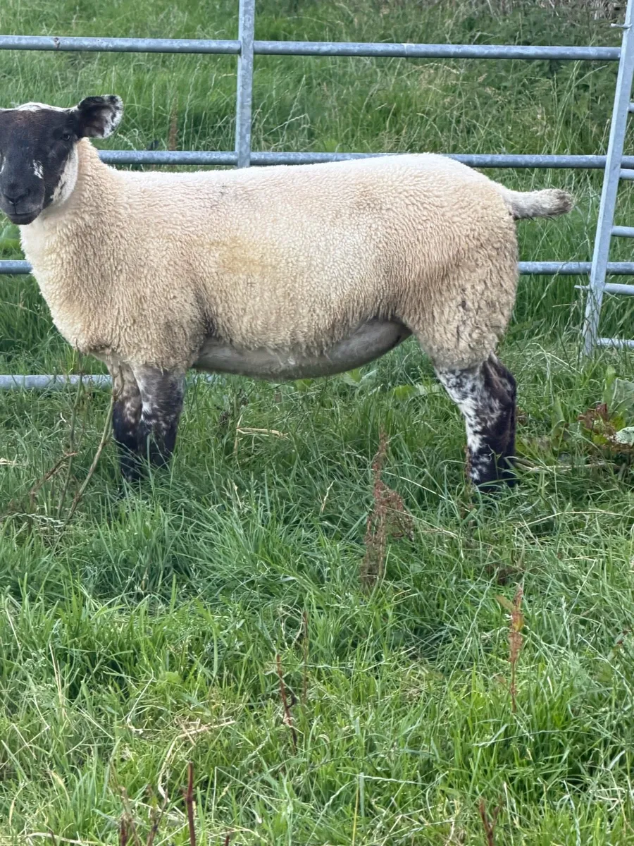 4 Ewe Lambs - Image 1