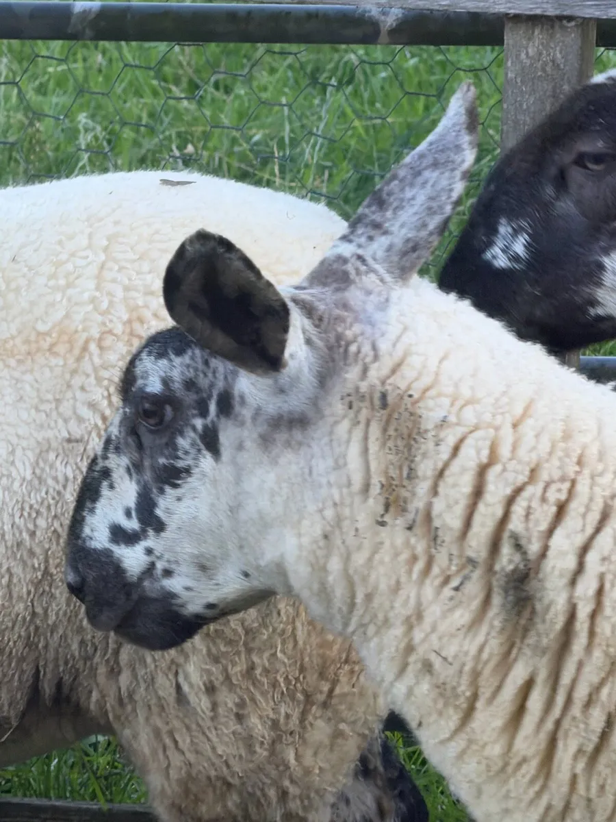 4 Ewe Lambs - Image 2