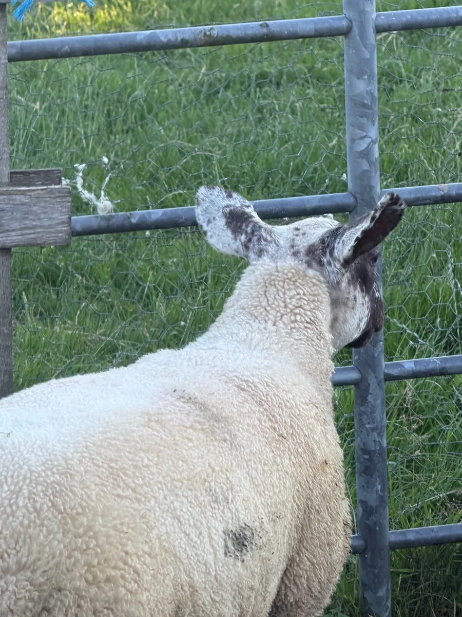4 Ewe Lambs - Image 3