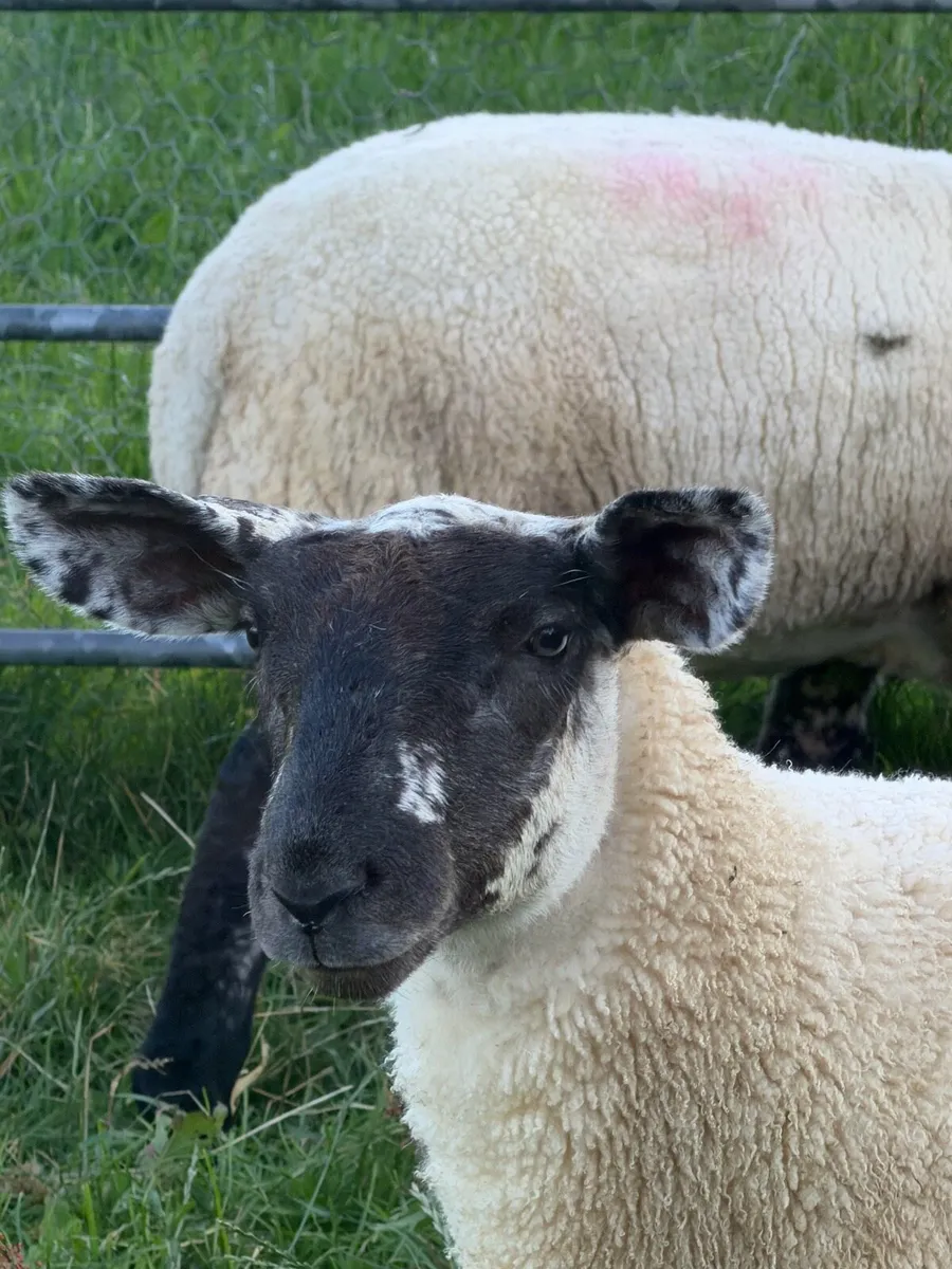 4 Ewe Lambs - Image 4