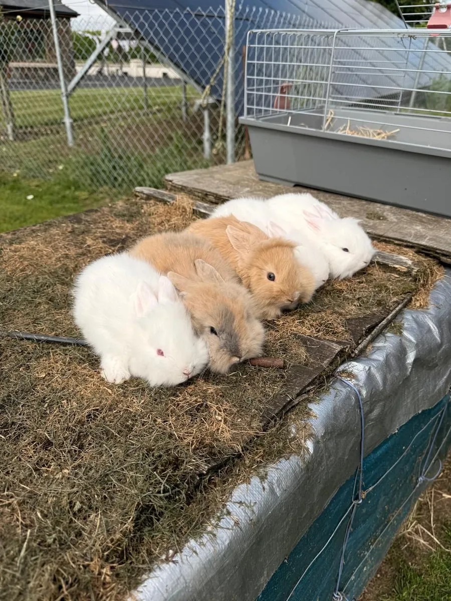 Rabbits - Image 1