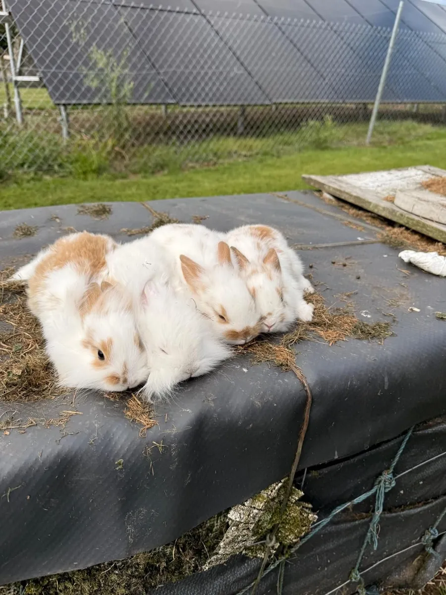 Rabbits - Image 2