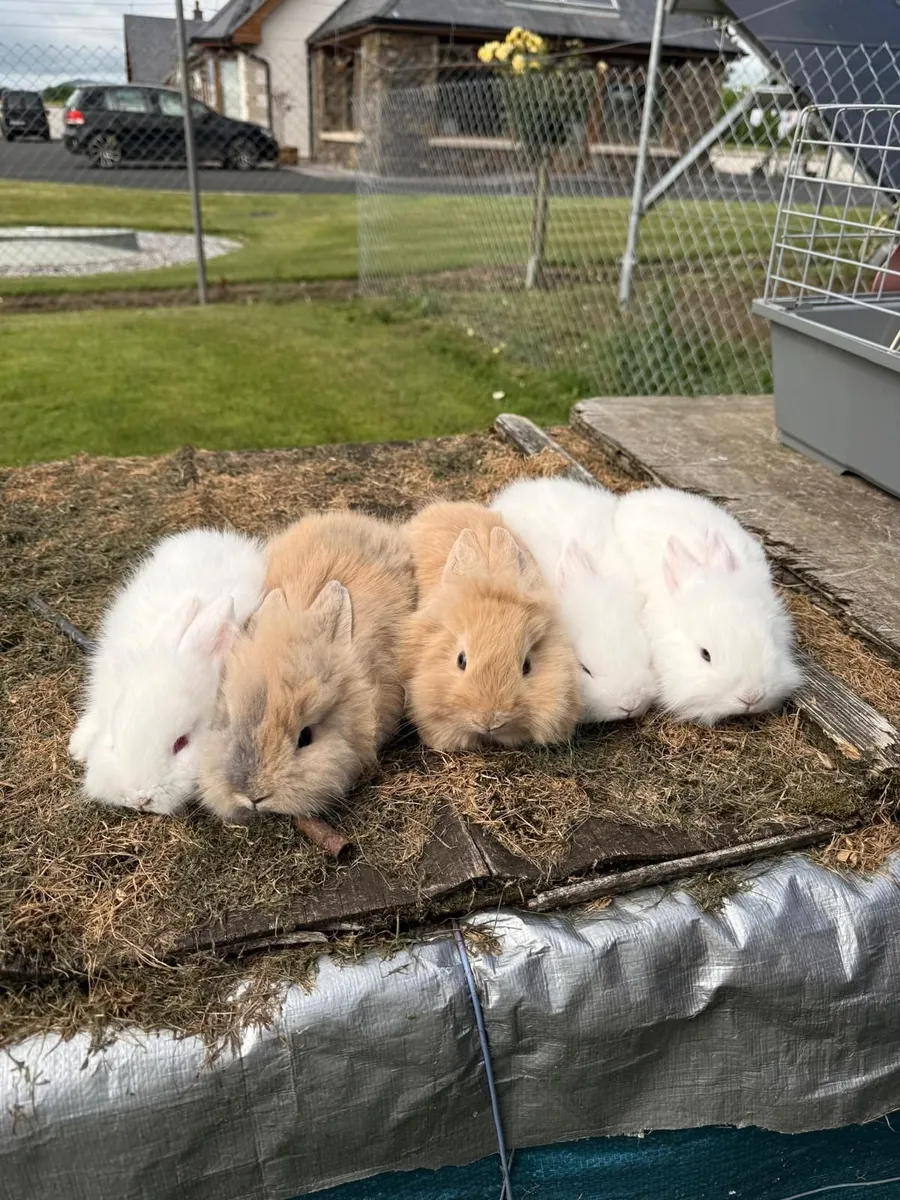 Rabbits - Image 4