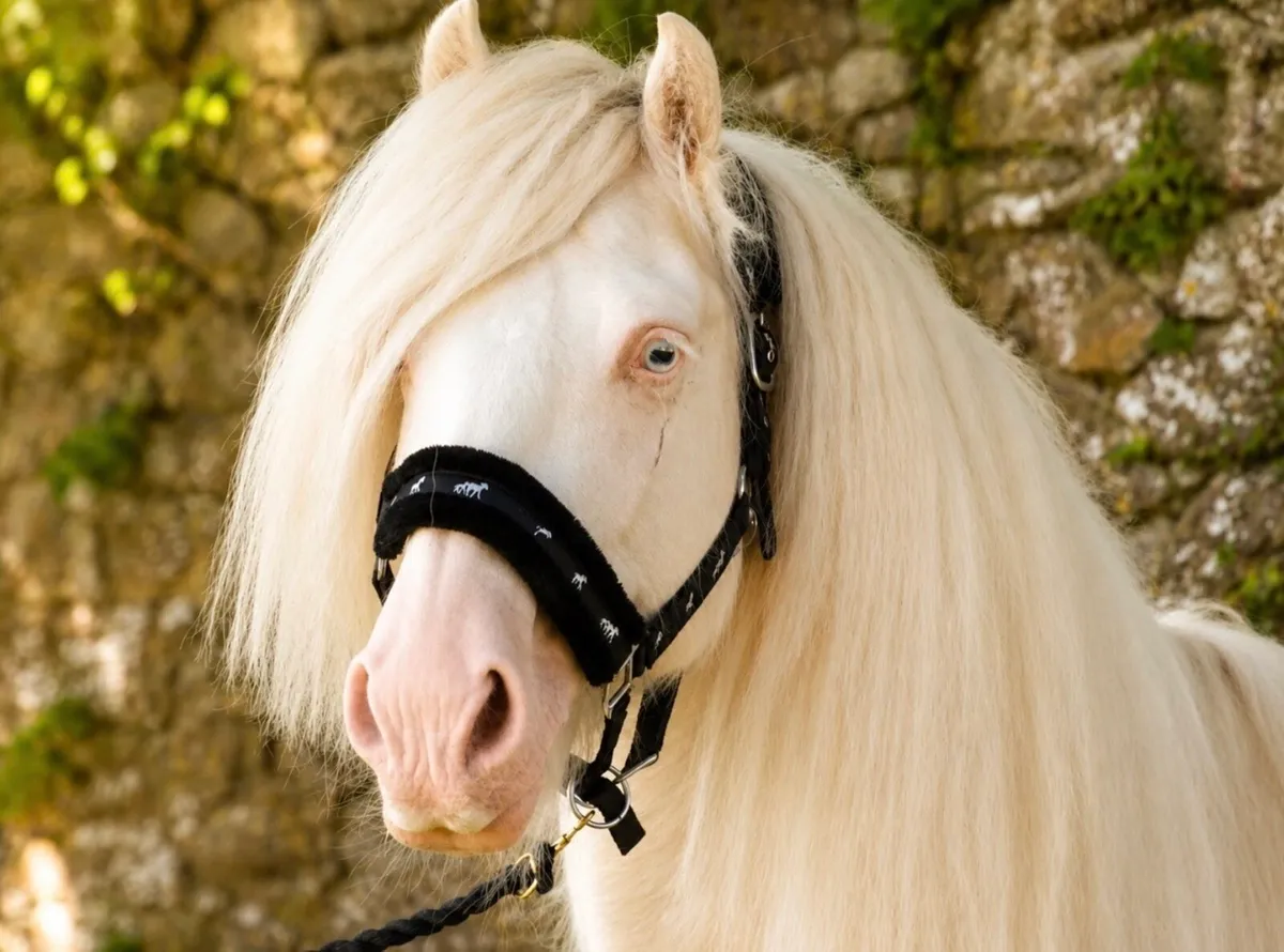 Proper stallion cob for sale - Image 2
