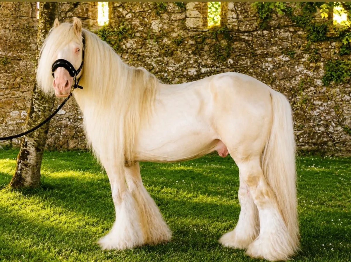 Proper stallion cob for sale - Image 3