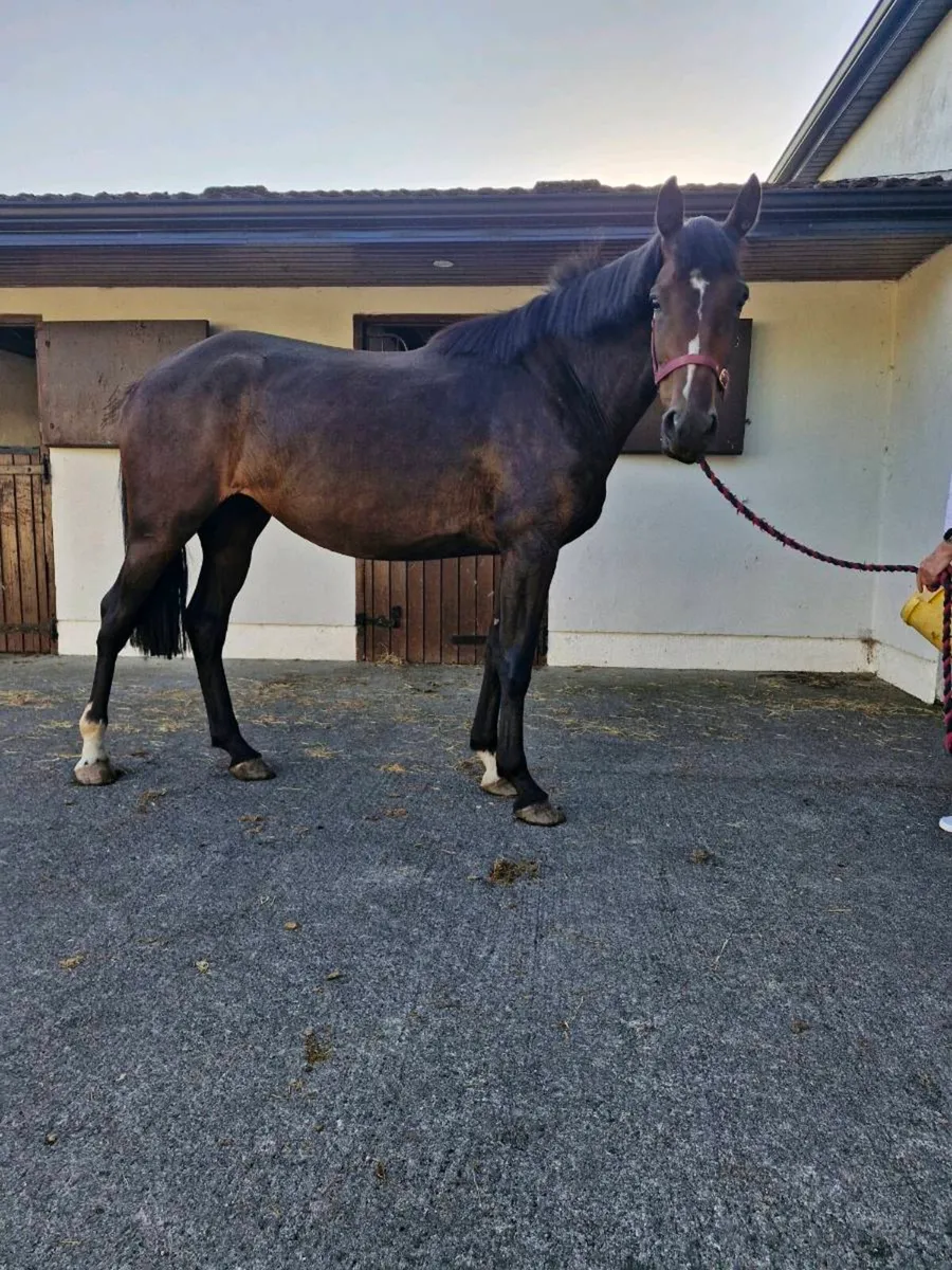 3 year old Fillies - Image 3