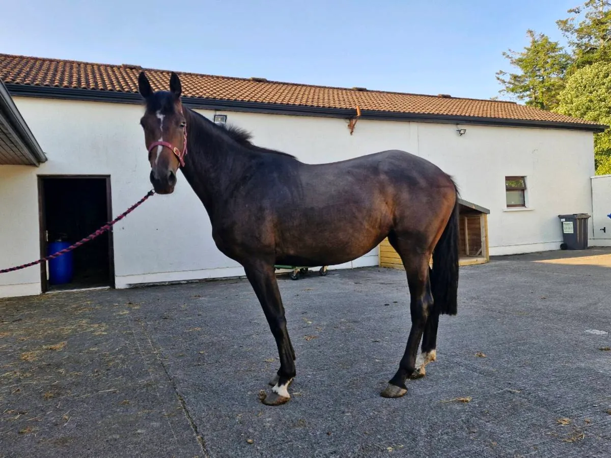 3 year old Fillies - Image 2