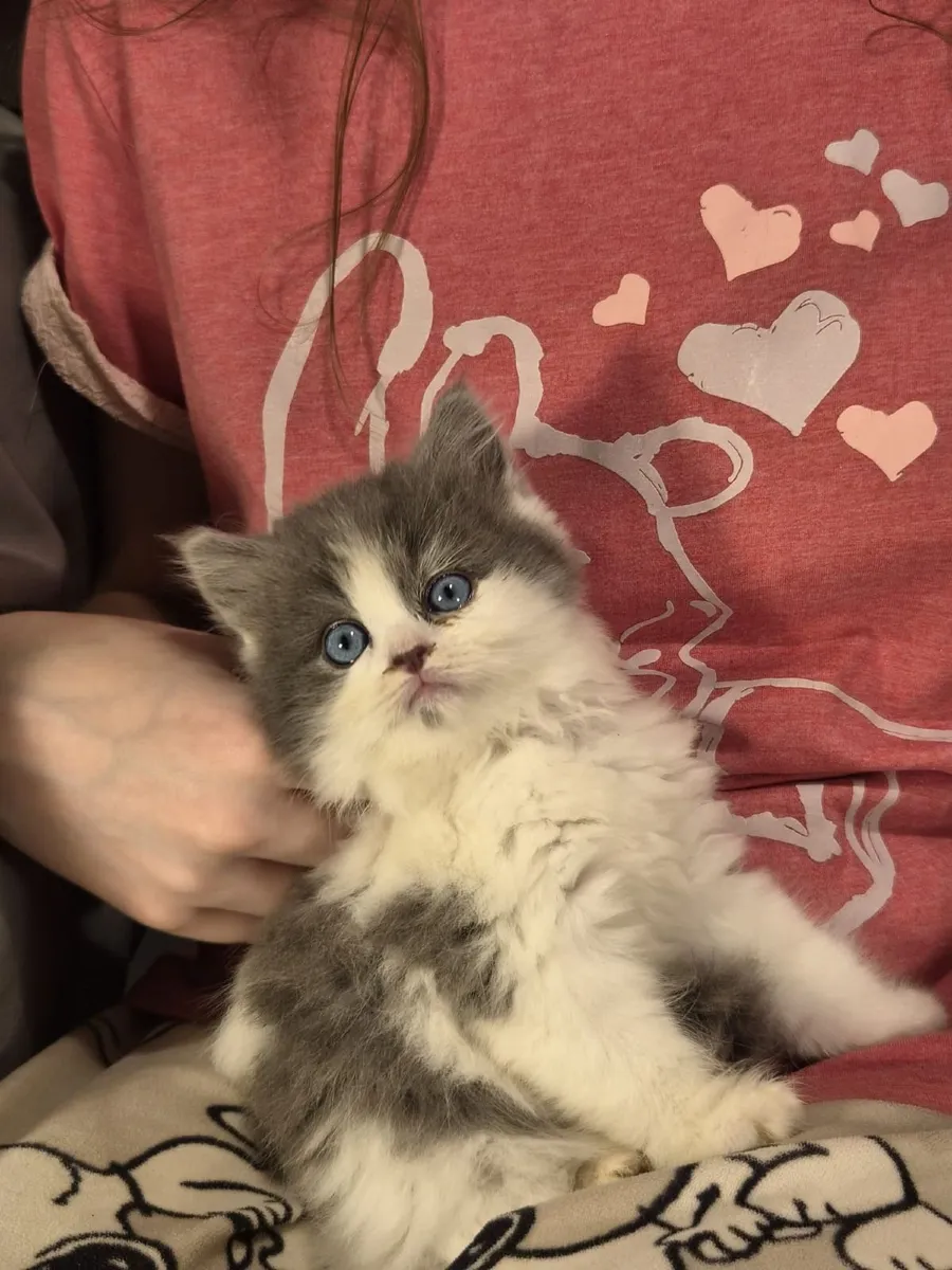 Ragdoll, Scottish X Longhaired Kittens - Image 3
