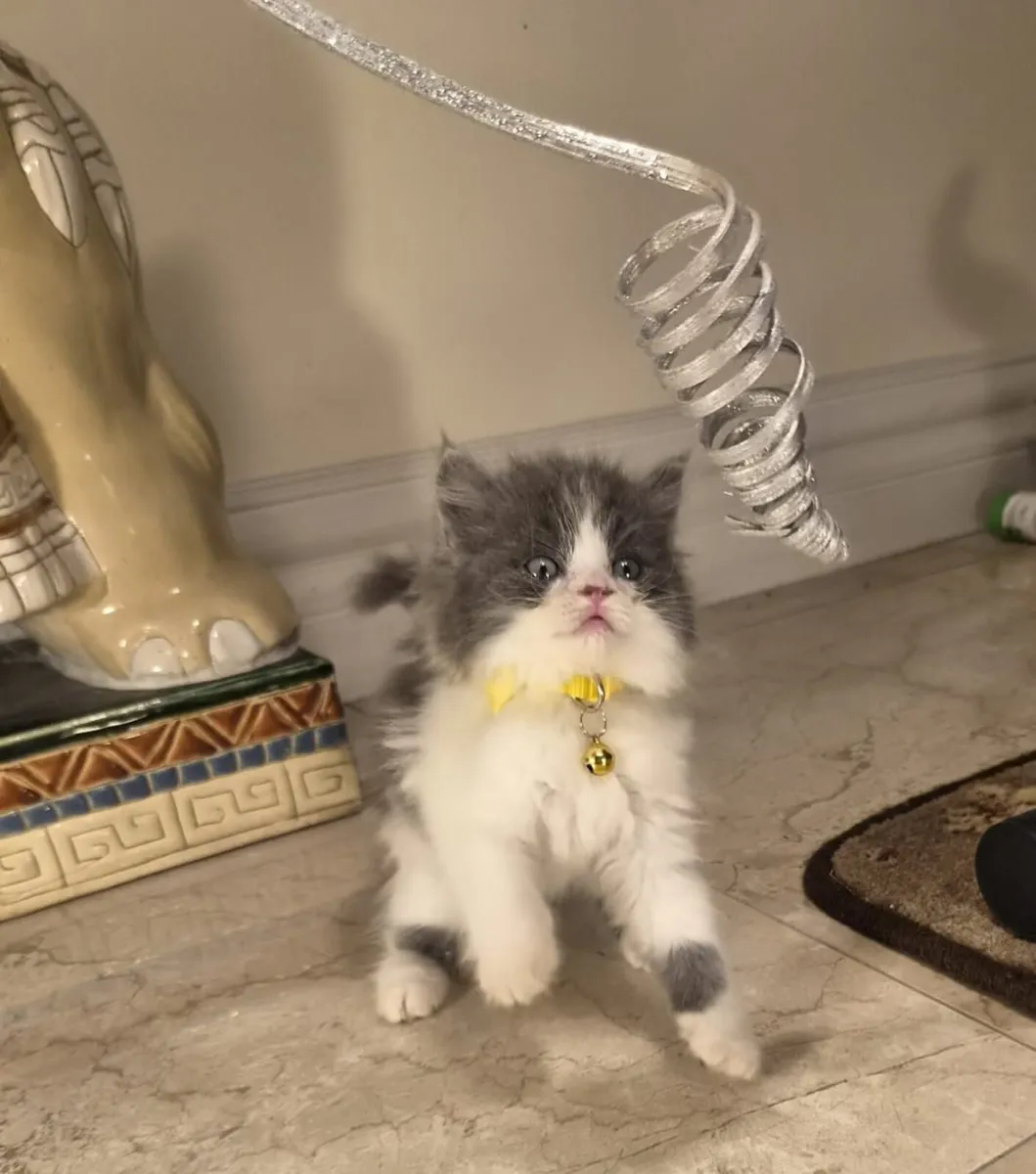 Ragdoll, Scottish X Longhaired Kittens - Image 4