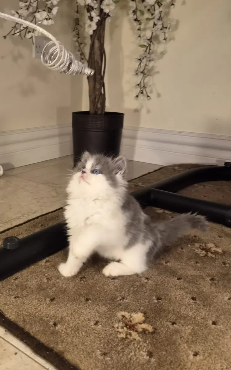 Ragdoll, Scottish X Longhaired Kittens - Image 2
