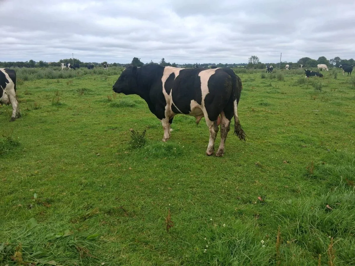 A pedigree British Friesan Bull - Image 1