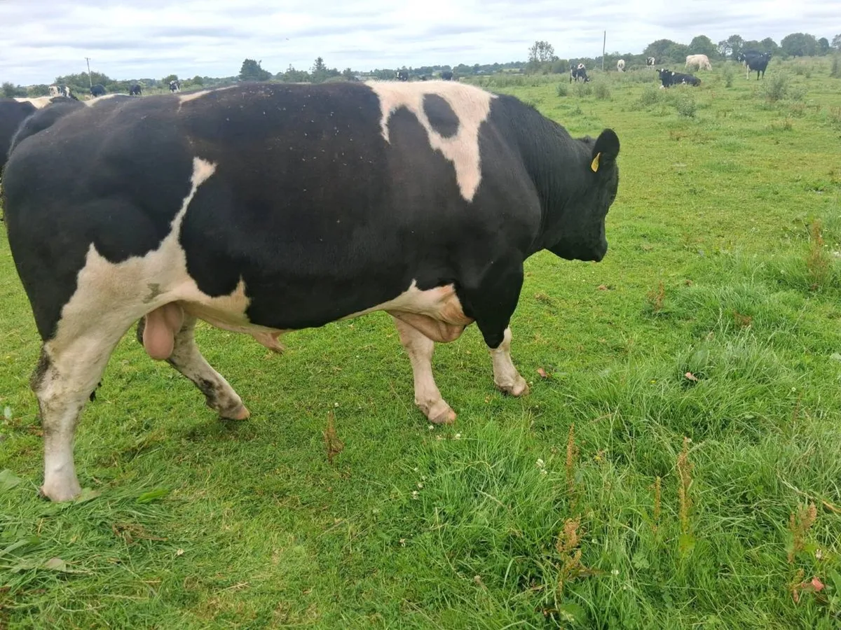 A pedigree British Friesan Bull - Image 2