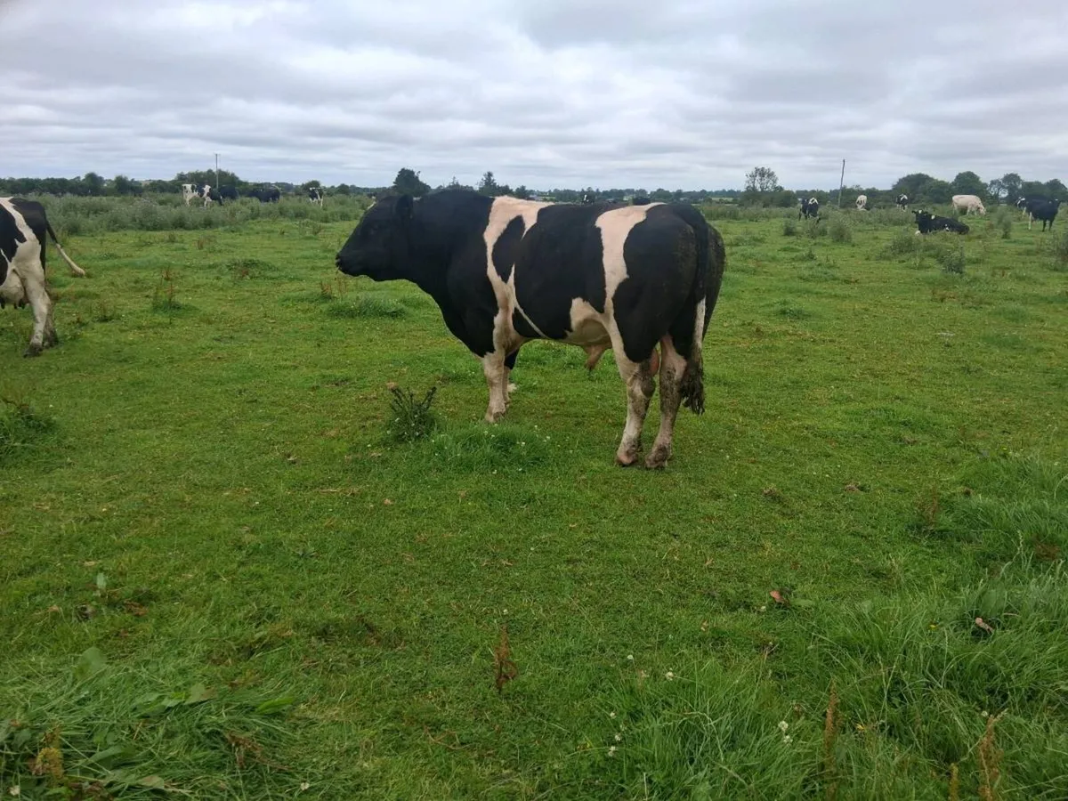 A pedigree British Friesan Bull - Image 3