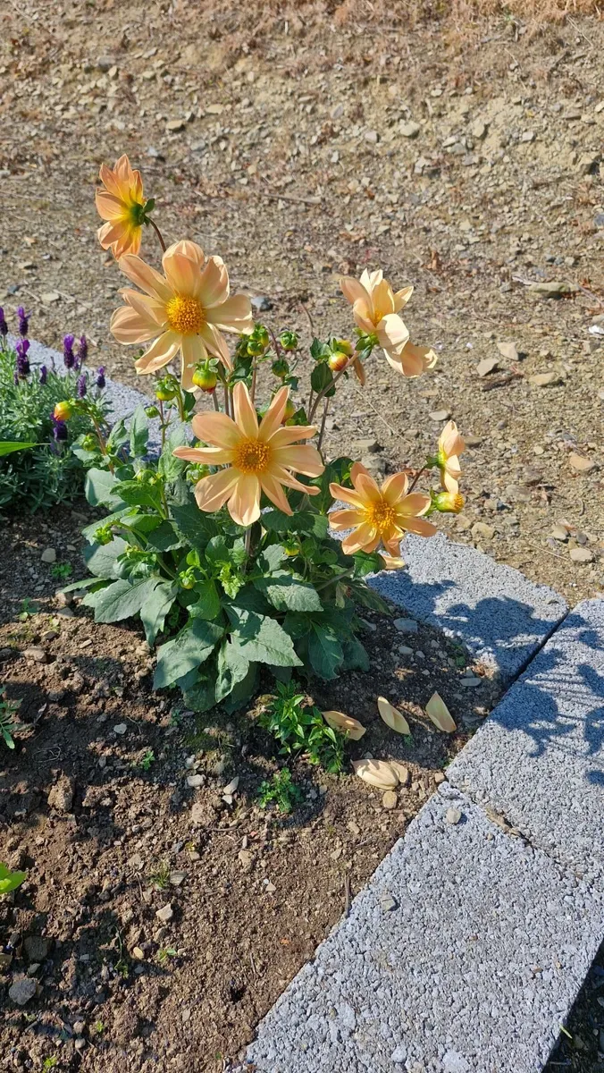 Flowers - Image 3