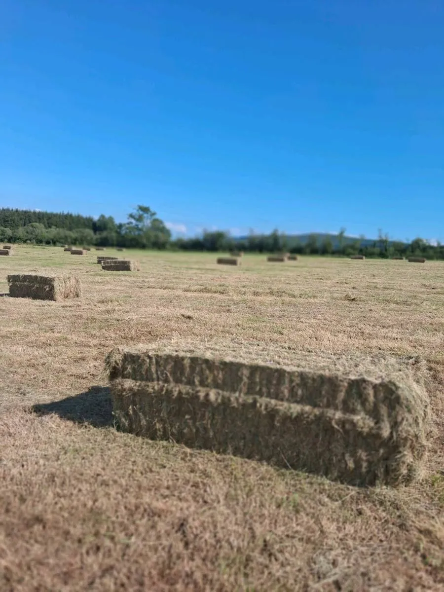 Big Square Hay - Image 4