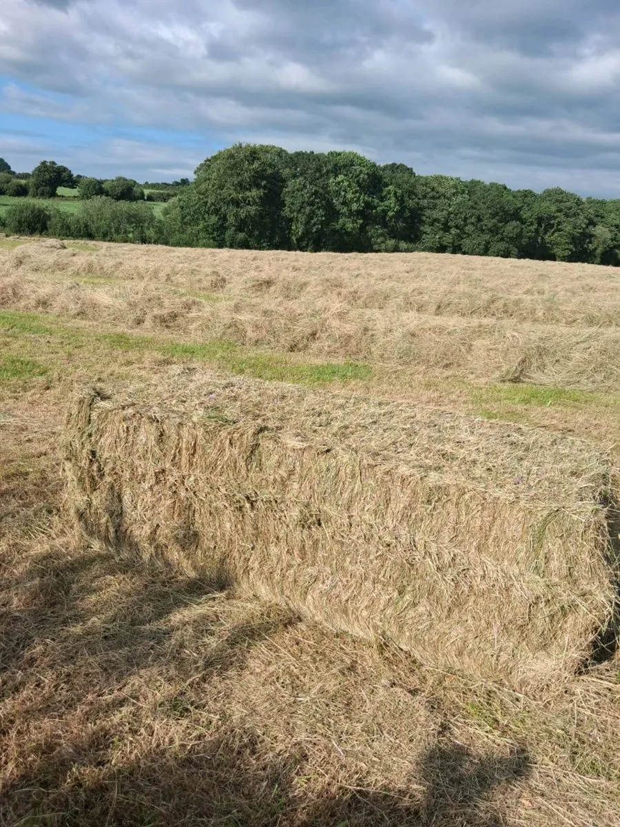 Big Square Hay - Image 2