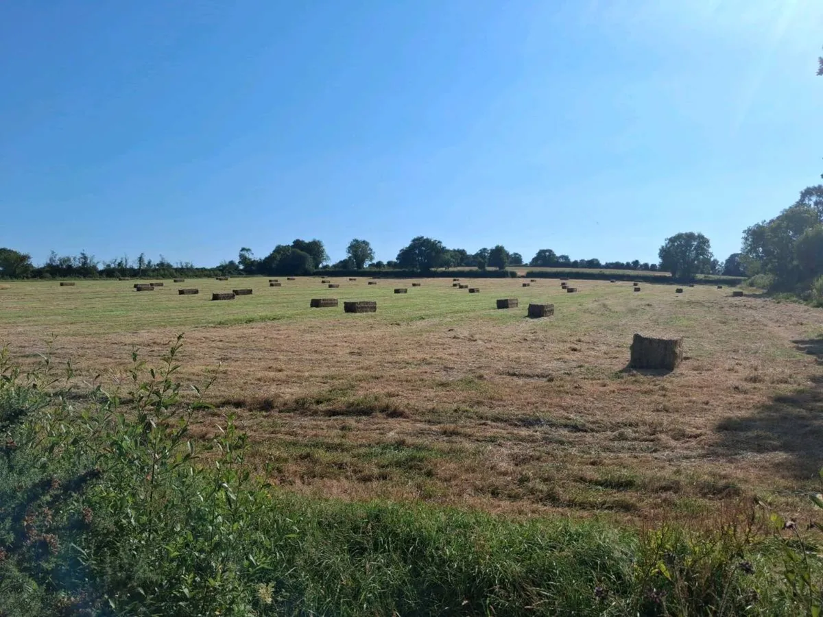 Big Square Hay - Image 3