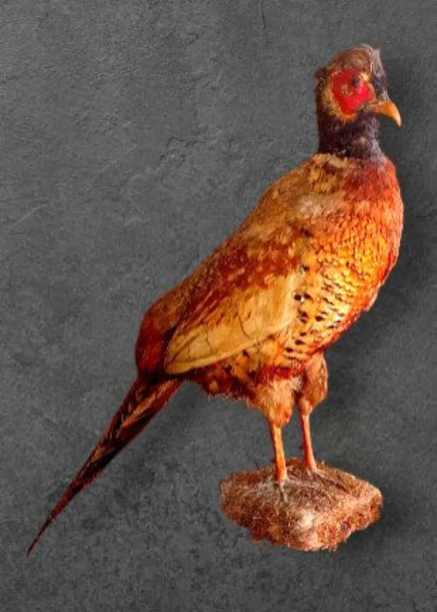 Vintage Taxidermy Pheasant Mount - Image 3
