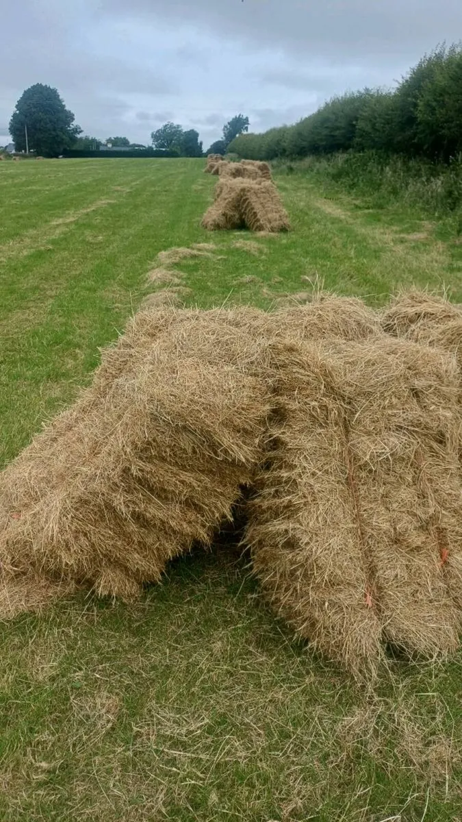 Square bales of hay - Image 2