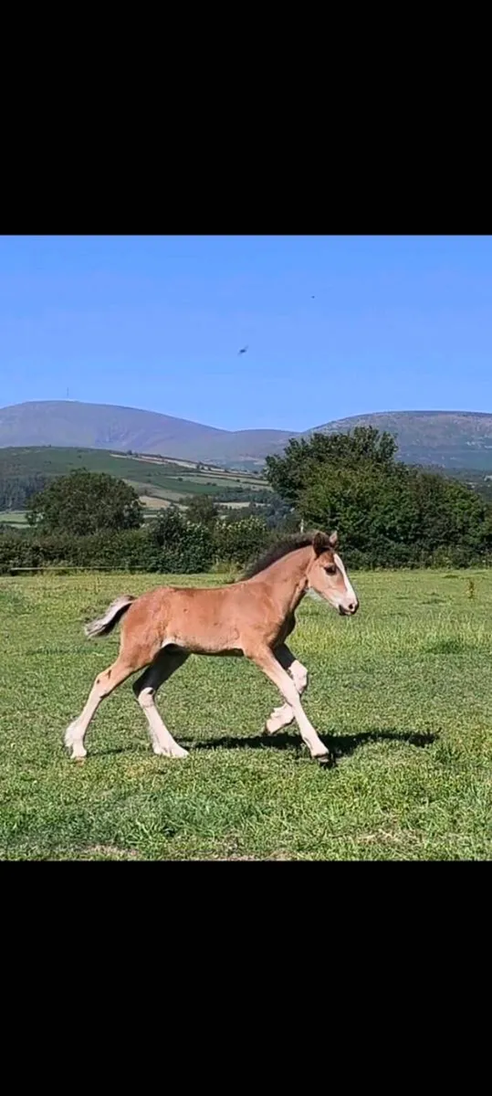 Quality Cob Colt Foal - Image 1