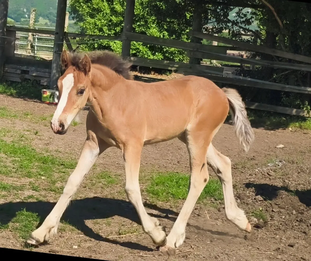 Quality Cob Colt Foal - Image 3