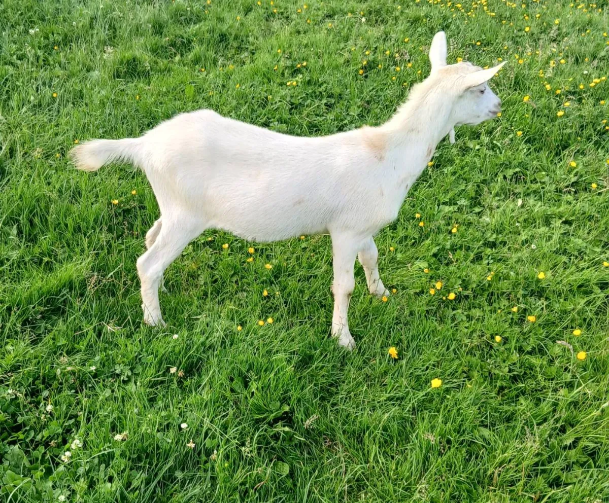 Goats - Image 2