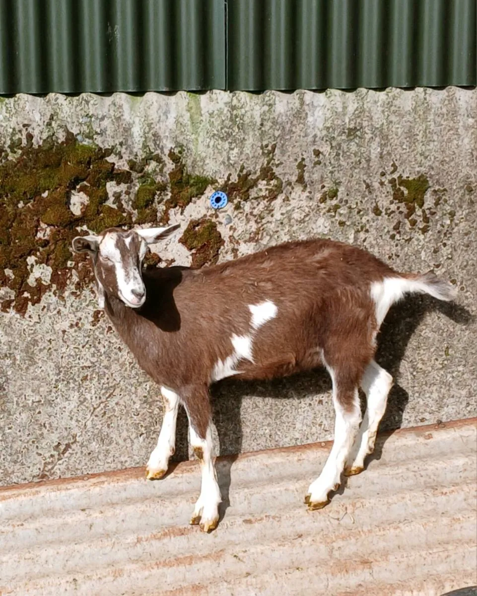 Goats - Image 1