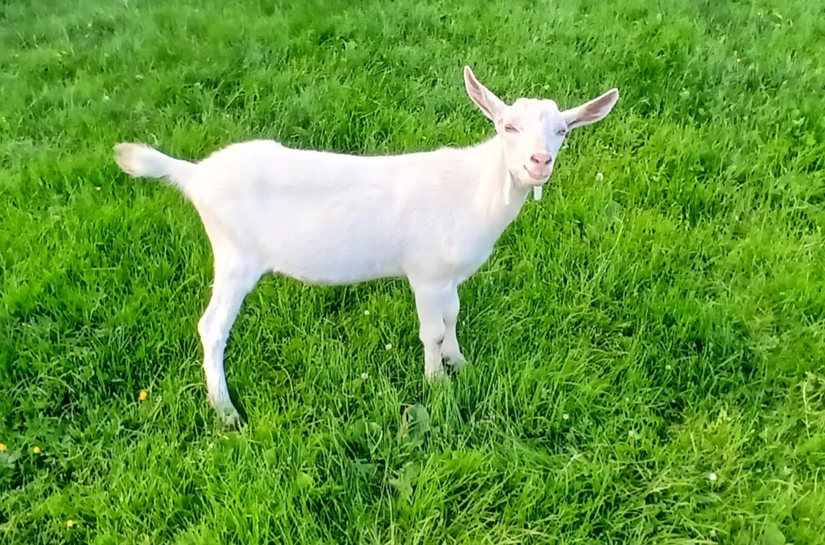 Goats - Image 3
