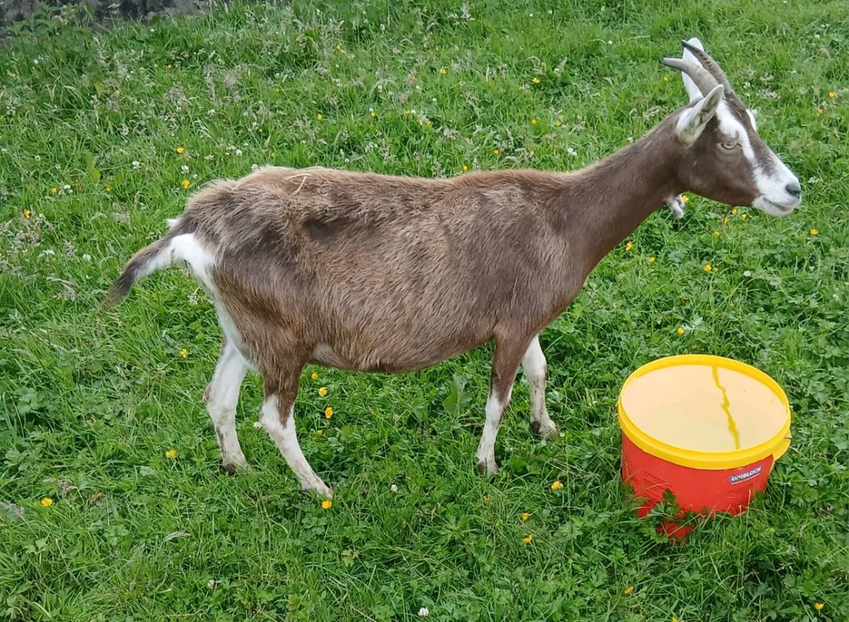 Goats - Image 4