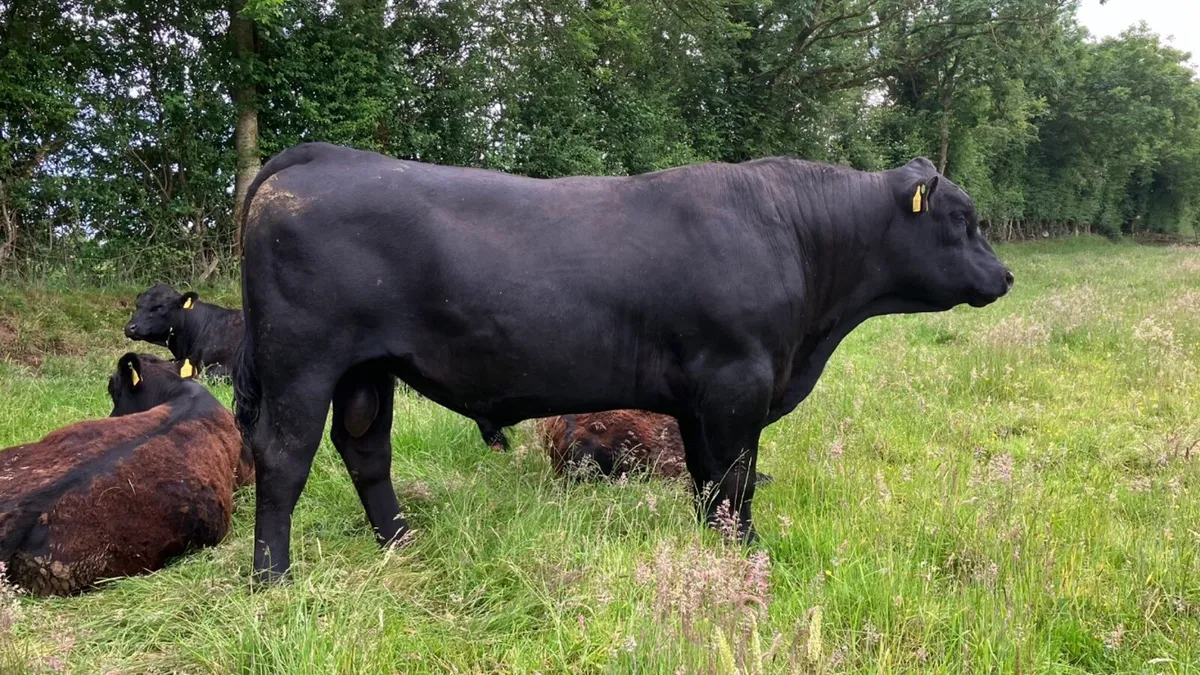 Pedigree Aberdeen Angus Bulls - Image 4