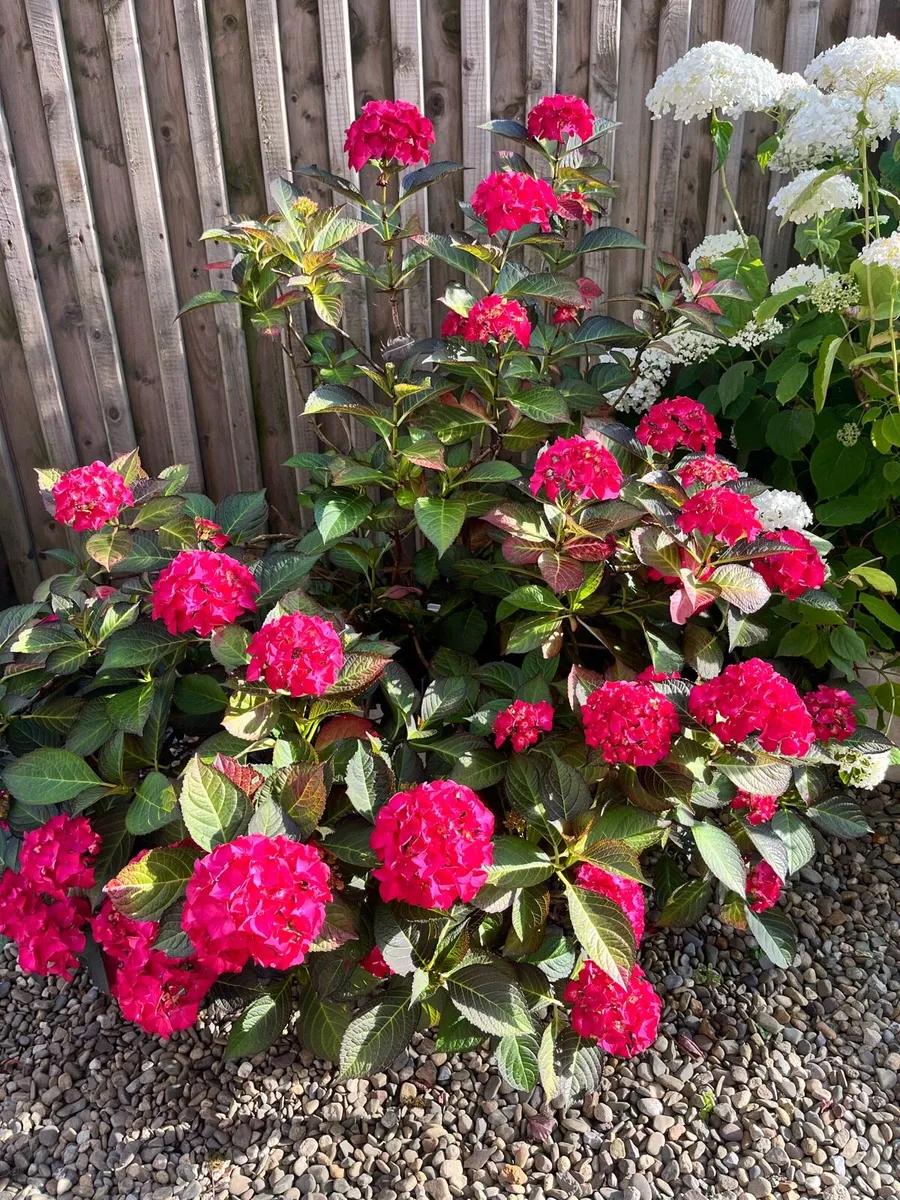 Hydrangea bushes - Image 1